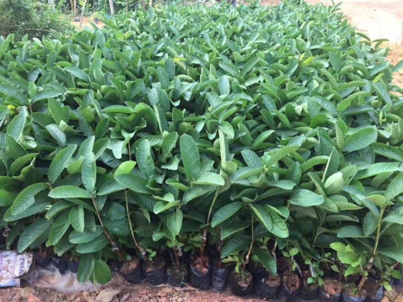 西瓜番石榴苗30~50cm