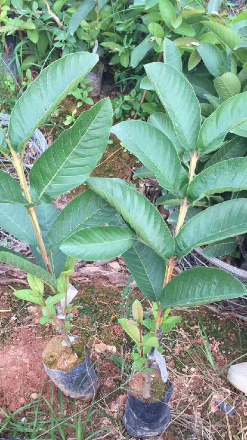 西瓜番石榴苗30~50cm