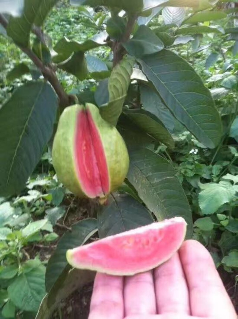 西瓜番石榴苗30~50cm