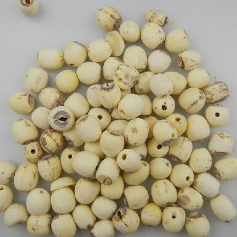 白莲子湖南药食两用干货抽芯率高量大从优
