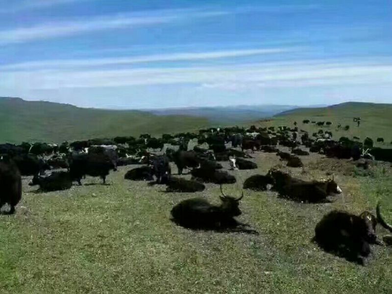 牛肉干牦牛肉鲜肉