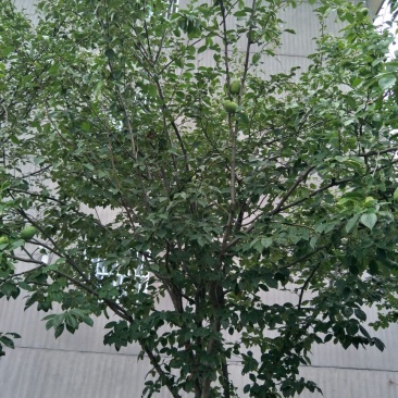 木瓜树261~300cm