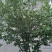木瓜树261~300cm
