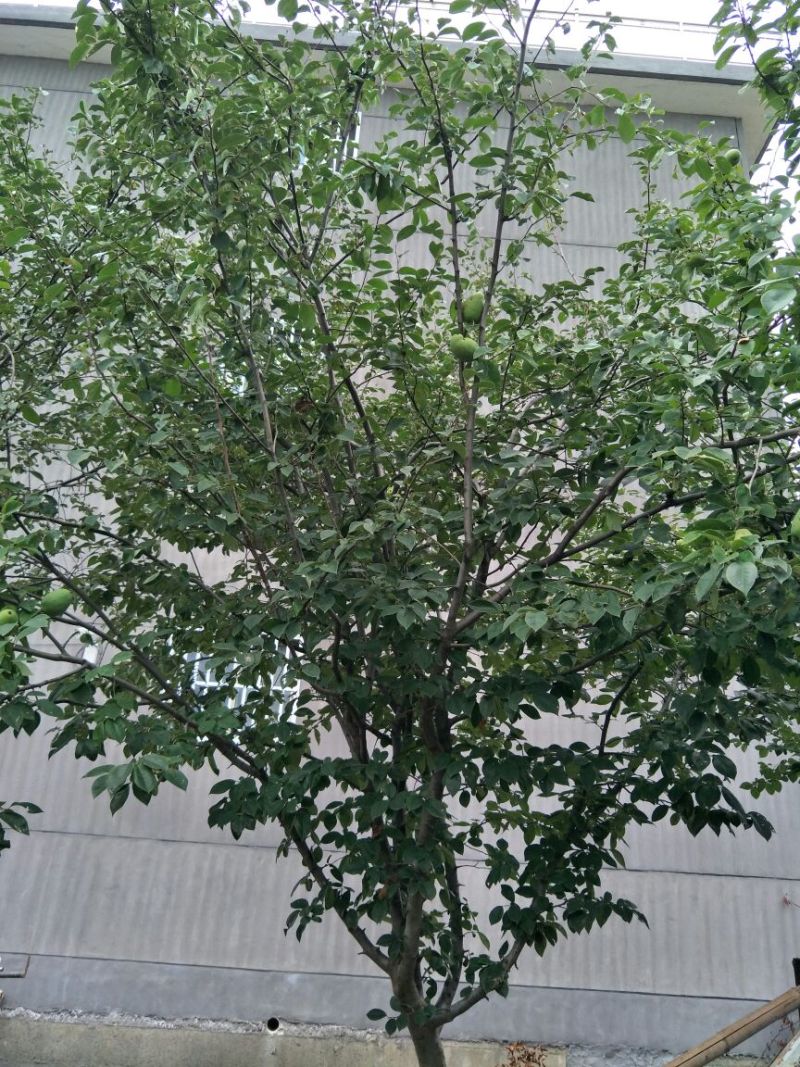 木瓜树261~300cm