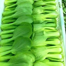 小油菜1两以上