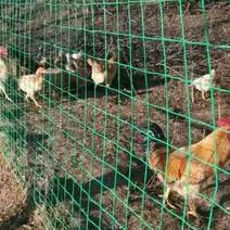 养鸡设备养鸡网围栏网，荷兰网圈地铁丝网