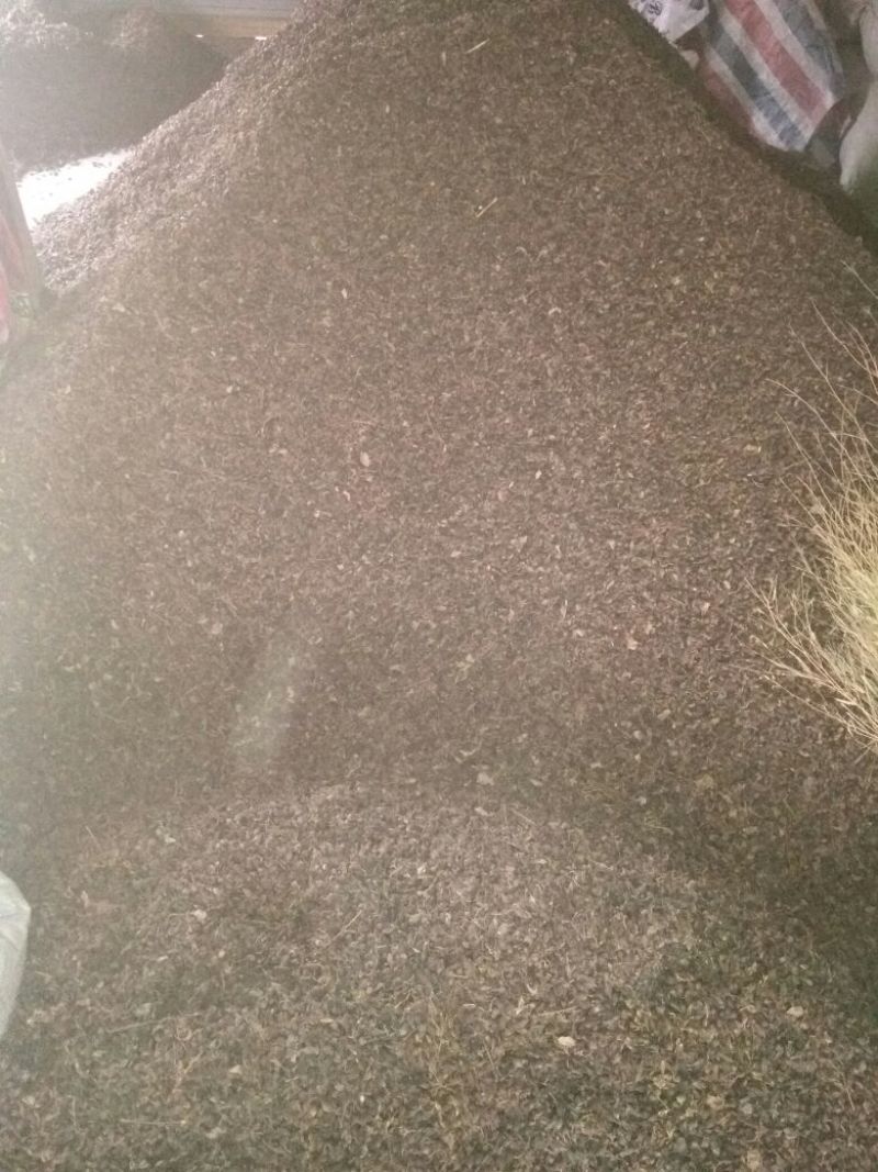 青翘青翘水煮统