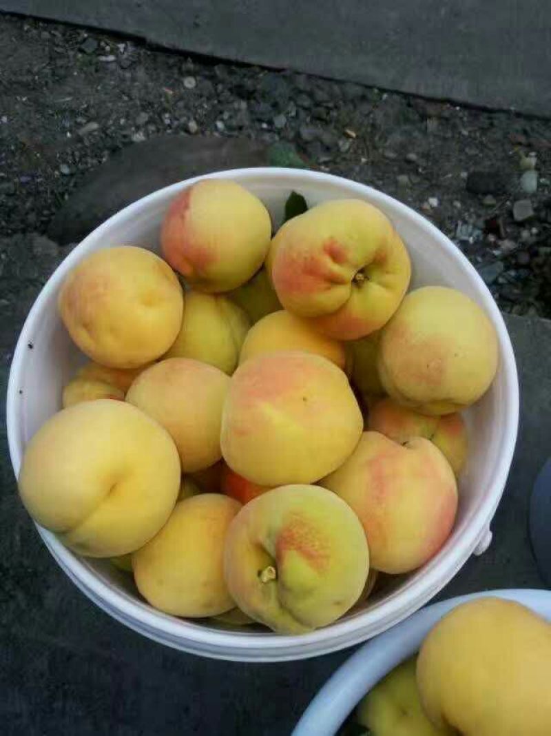 锦绣黄桃4两以上