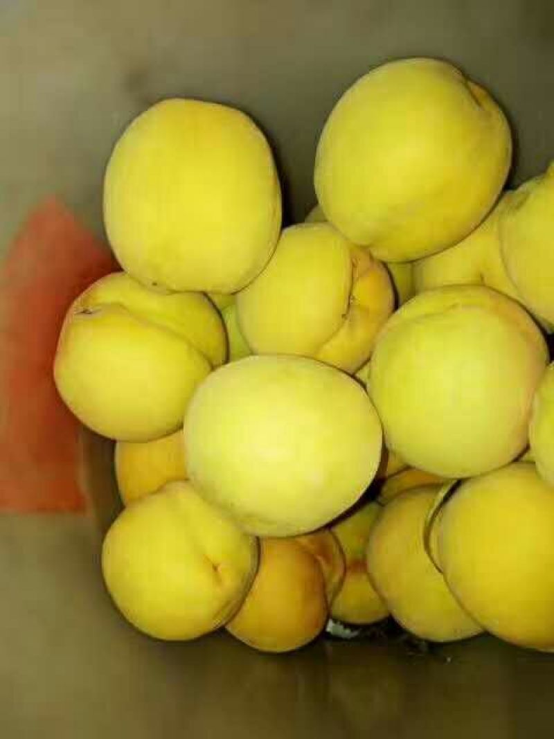 锦绣黄桃4两以上
