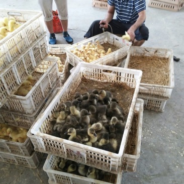 扬州大白鹅苗250g以下