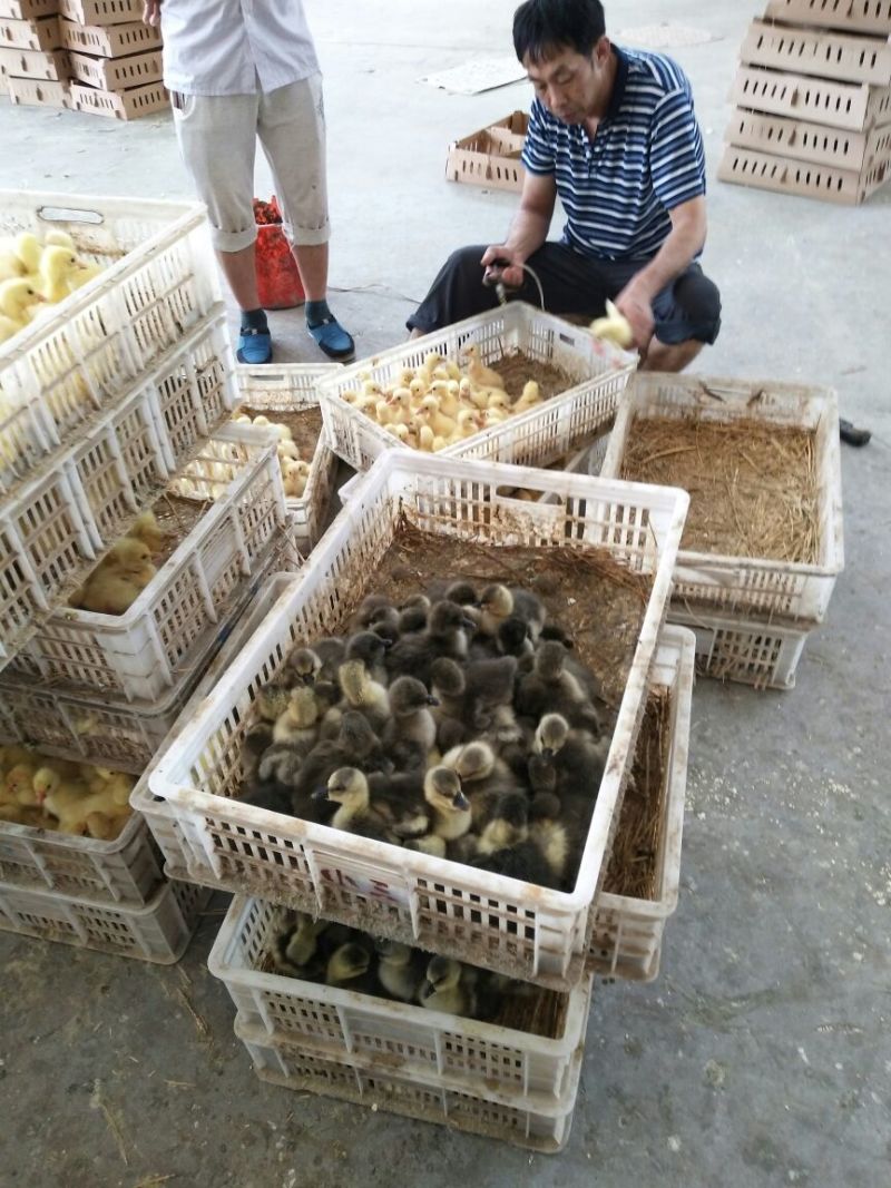 扬州大白鹅苗250g以下