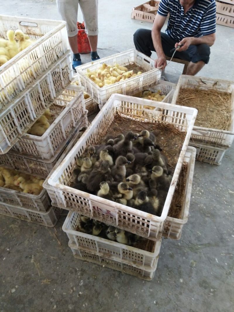 扬州大白鹅苗250g以下