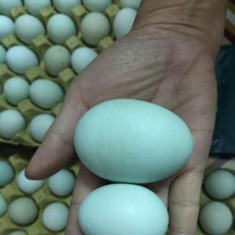 乌鸡蛋50~60g食用特价