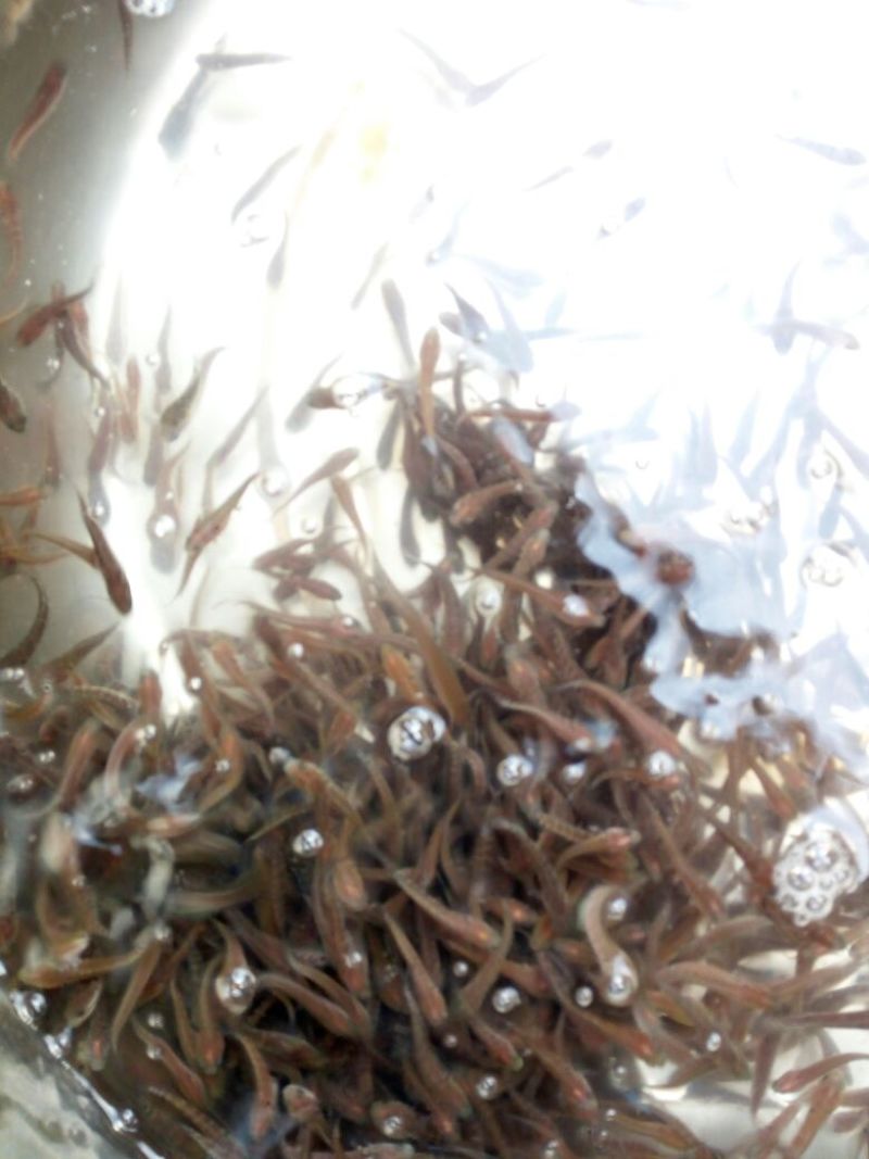 月鳢鱼苗七星鱼苗，山斑鱼苗