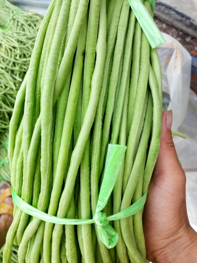 精品绿豆角，可以分把，适合发往全国各地大小市场