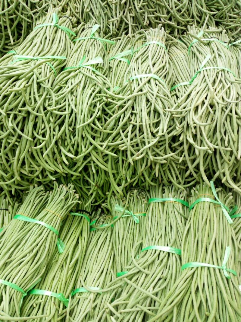 精品绿豆角，可以分把，适合发往全国各地大小市场
