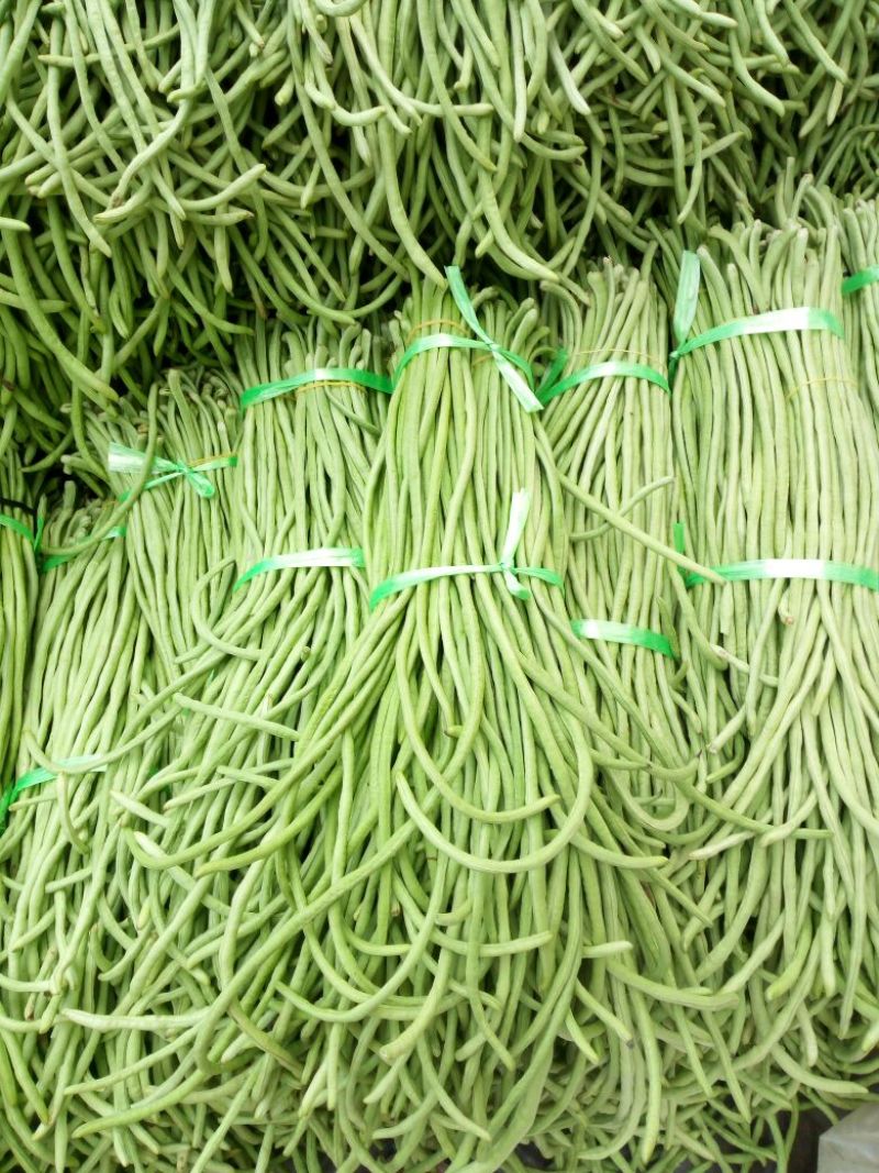 精品绿豆角，可以分把，适合发往全国各地大小市场