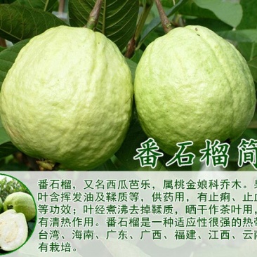 西瓜番石榴苗30~50cm