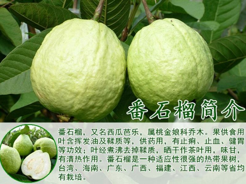 西瓜番石榴苗30~50cm