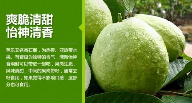 西瓜番石榴苗30~50cm