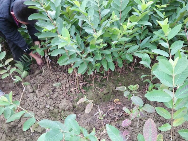 西瓜番石榴苗30~50cm