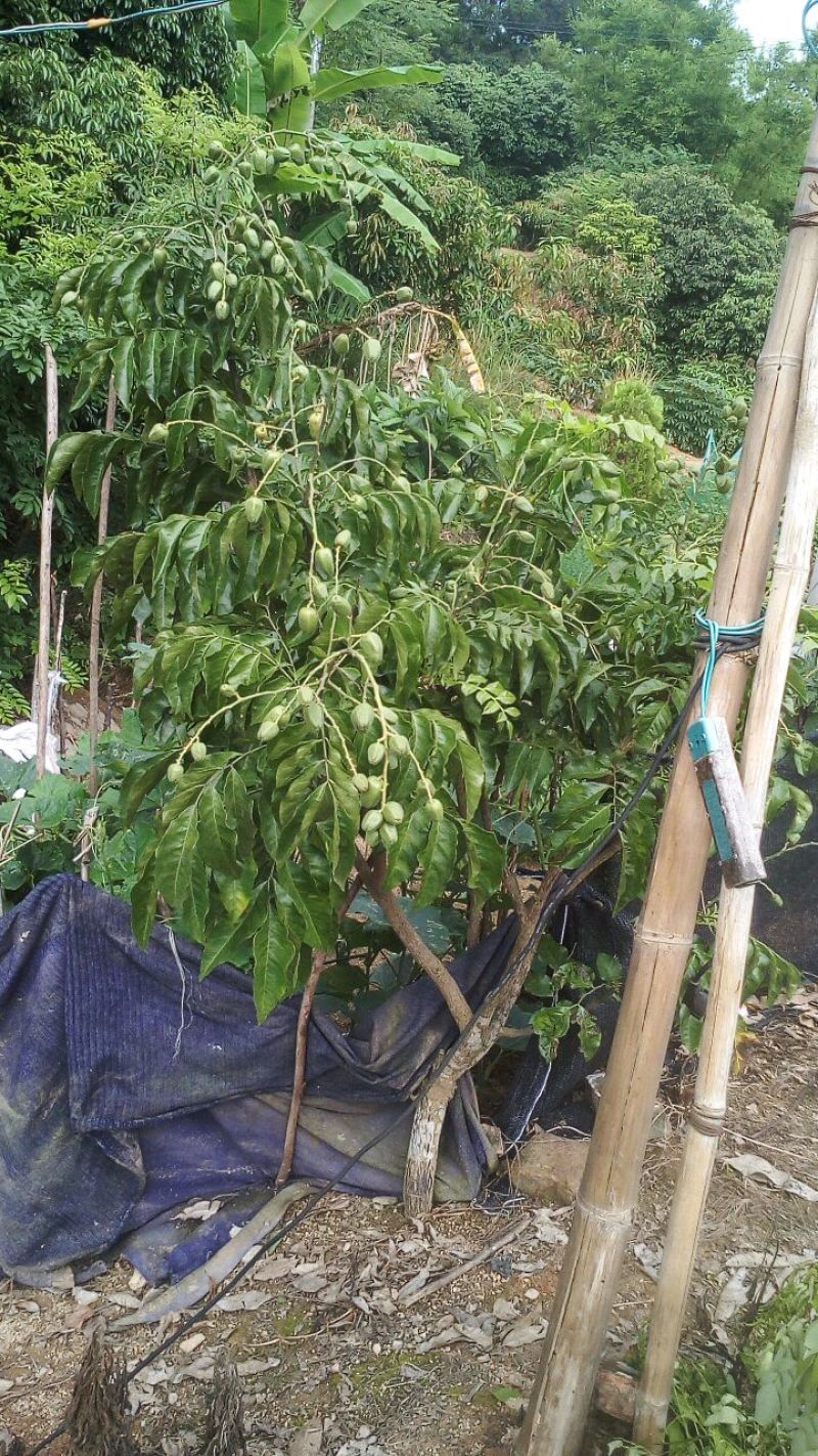 无核黄皮果苗黑黄皮鸡心贵妃黄皮苗一手货源基地直发质量好
