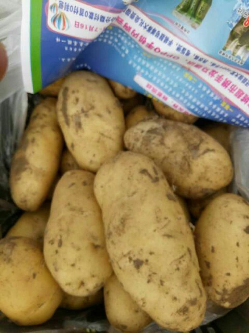 荷兰十五土豆基地种植，货量充足！超市货！