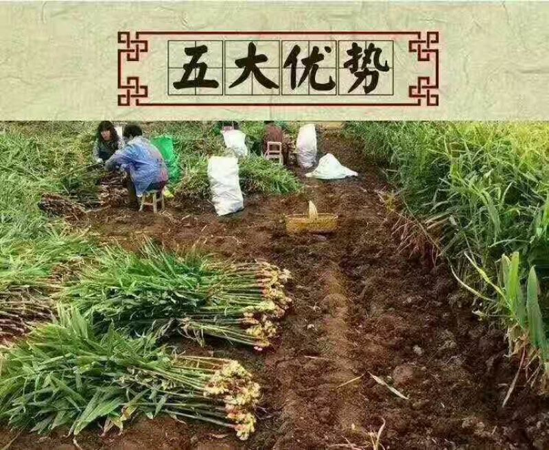 柠檬膏