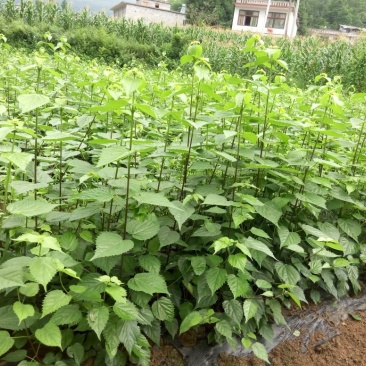 豆腐树苗10cm以下
