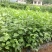 豆腐树苗10cm以下