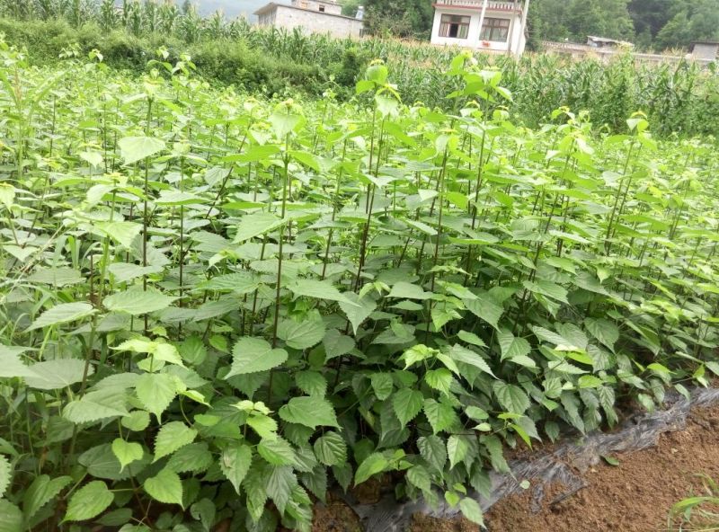 豆腐树苗10cm以下