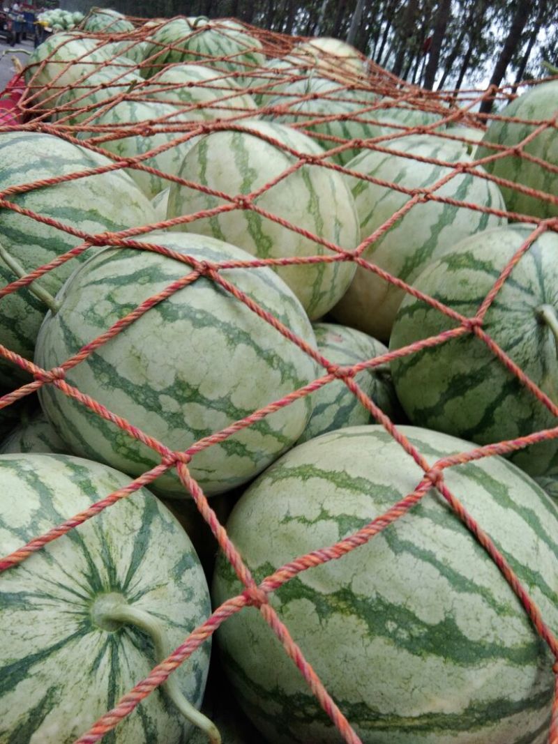 周口市太康县，产地直销花皮无籽西瓜8斤打底9成熟