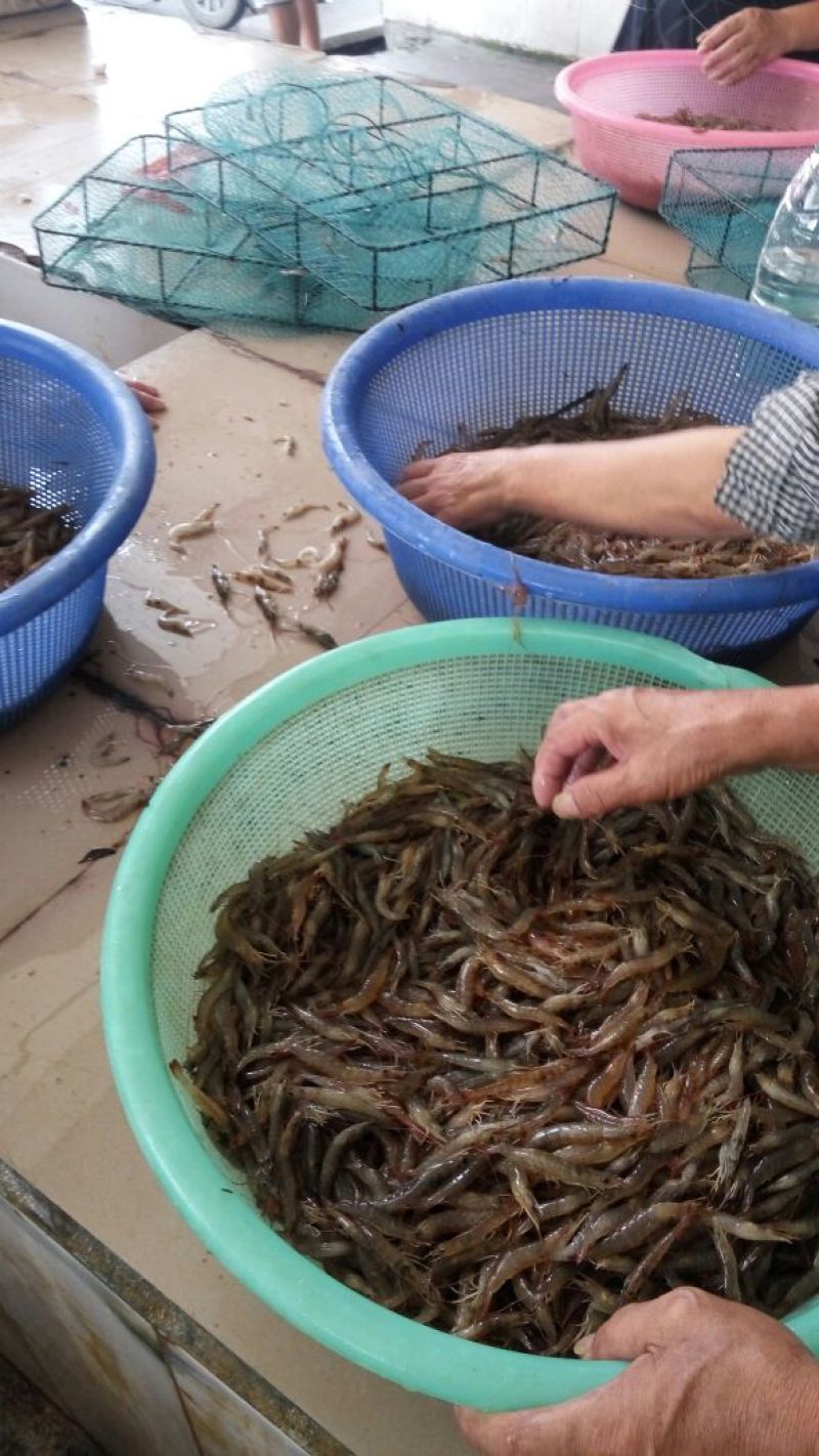 沼虾泥虾，海虾，，，，，，，，，，，，，，