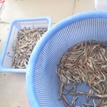 沼虾泥虾，海虾，，，，，，，，，，，，，，