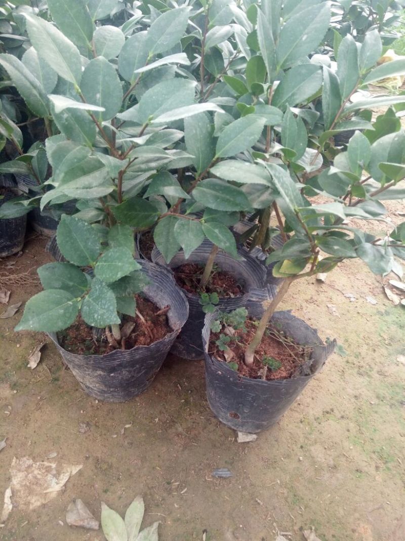 香妃山茶花树苗盆栽带花苞花卉植物室内好养四季开花不断耐寒