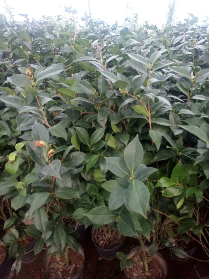 香妃山茶花树苗盆栽带花苞花卉植物室内好养四季开花不断耐寒