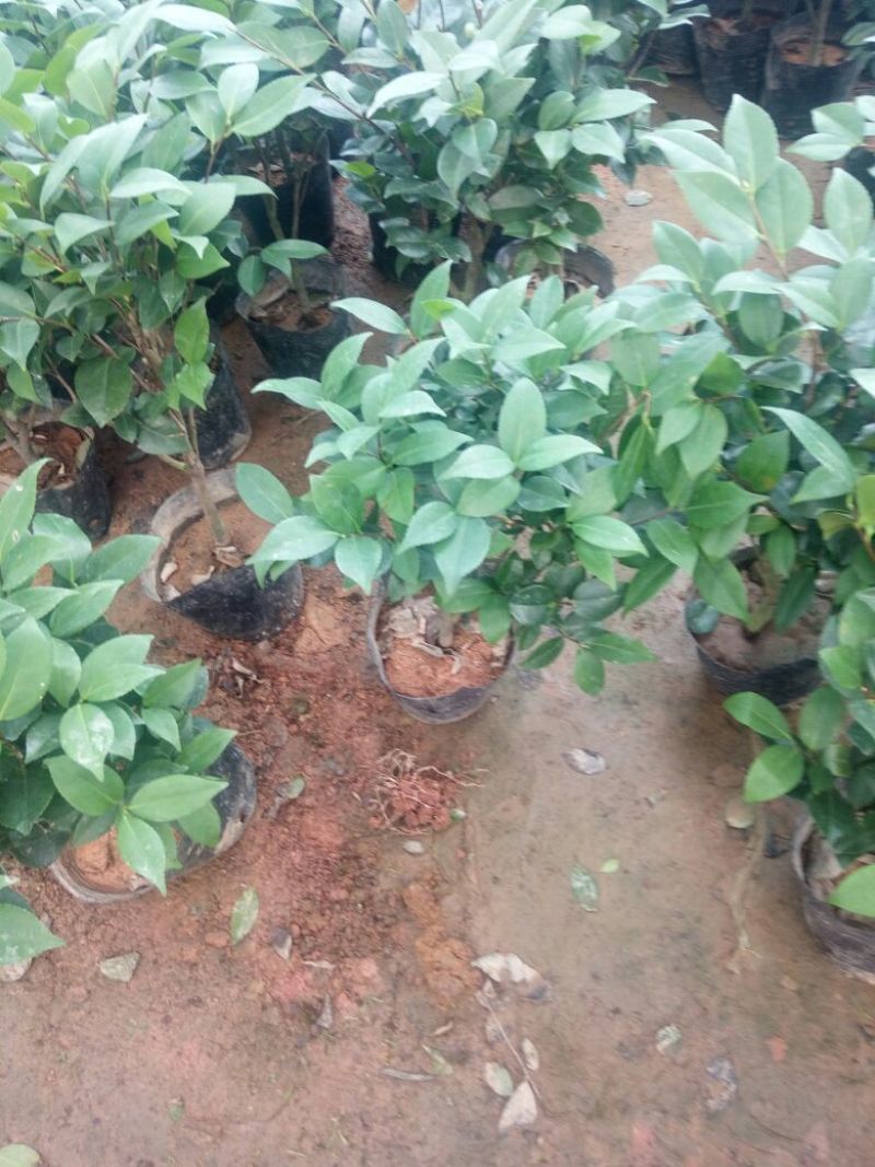 香妃山茶花树苗盆栽带花苞花卉植物室内好养四季开花不断耐寒