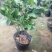 香妃山茶花树苗盆栽带花苞花卉植物室内好养四季开花不断耐寒