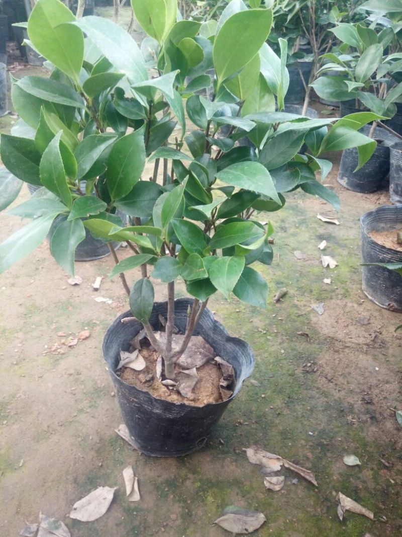 香妃山茶花树苗盆栽带花苞花卉植物室内好养四季开花不断耐寒
