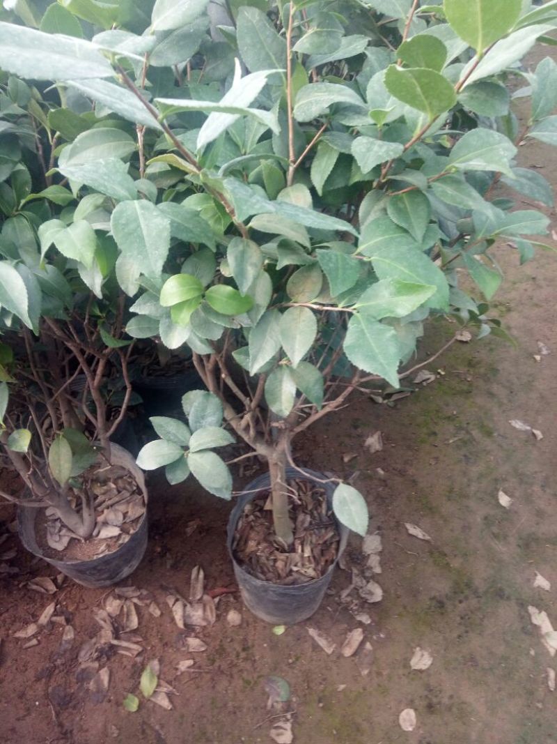 香妃山茶花树苗盆栽带花苞花卉植物室内好养四季开花不断耐寒