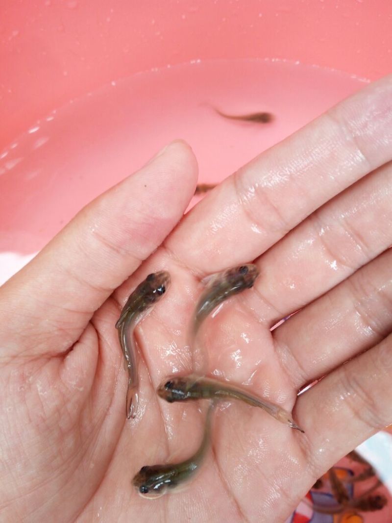 鮰鱼鱼苗斑点叉尾鮰鱼苗