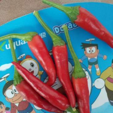 朝天椒2~5厘米红特辣