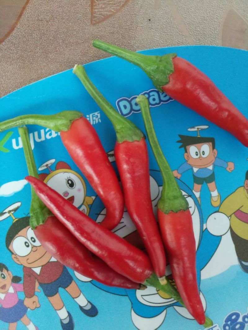 朝天椒2~5厘米红特辣
