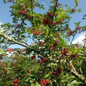 花椒特级鲜