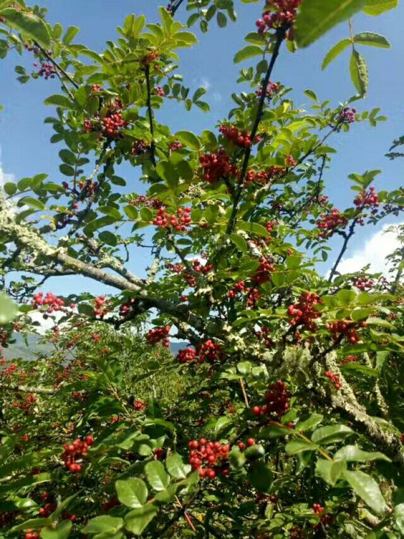 花椒特级鲜