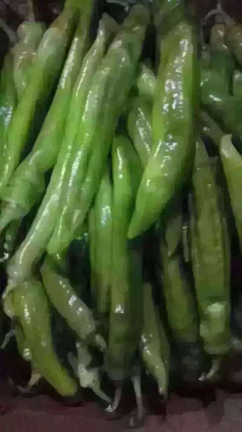 优质大青椒大量上市了，欢迎各位老板前来收购