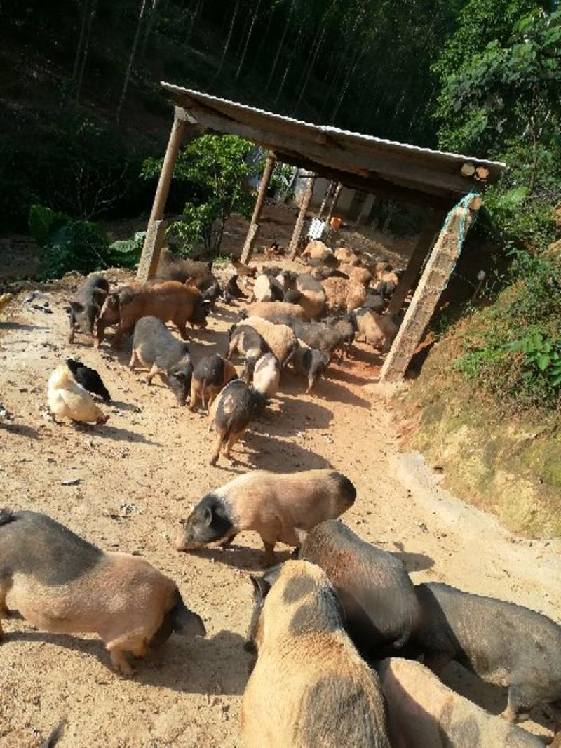 香猪巴马香猪漳浦县南浦乡特色小型猪种开顺家庭农场