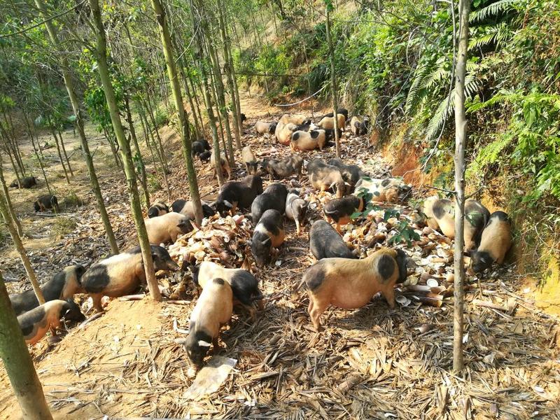 香猪巴马香猪漳浦县南浦乡特色小型猪种开顺家庭农场