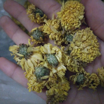 怀菊花袋装