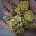 怀菊花袋装